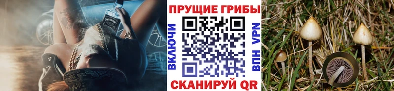 дарнет шоп  Ряжск  omg рабочий сайт  Псилоцибиновые грибы прущие грибы 